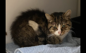 cat adoption photo