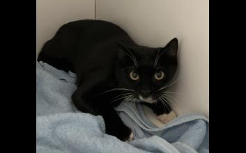 cat adoption photo