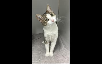 cat adoption photo