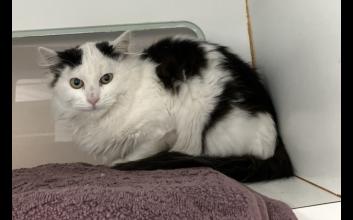 cat adoption photo
