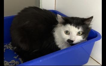 cat adoption photo