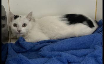 cat adoption photo