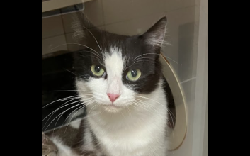cat adoption photo