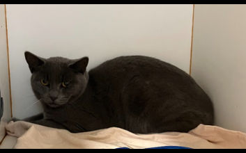 cat adoption photo