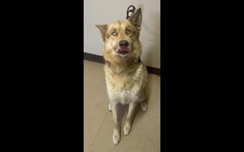 dog adoption photo