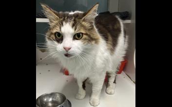 cat adoption photo