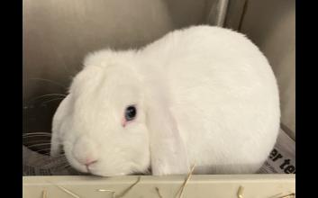 adoption photo