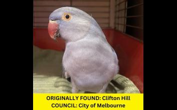adoption photo