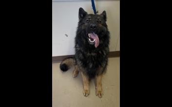 dog adoption photo