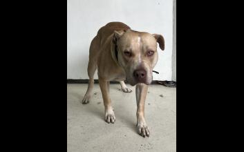 dog adoption photo