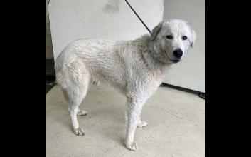 dog adoption photo