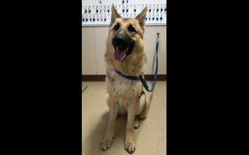 dog adoption photo