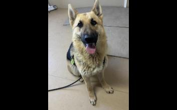dog adoption photo