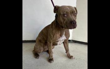dog adoption photo