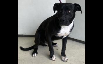 dog adoption photo