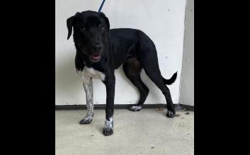dog adoption photo