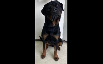 dog adoption photo