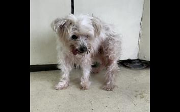 dog adoption photo