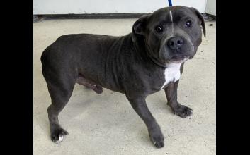 dog adoption photo