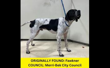 dog adoption photo