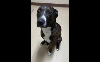 dog adoption photo