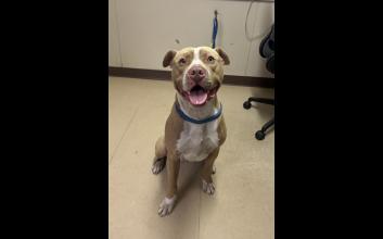dog adoption photo