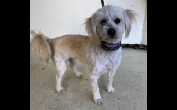 dog adoption photo