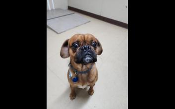 dog adoption photo
