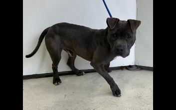 dog adoption photo