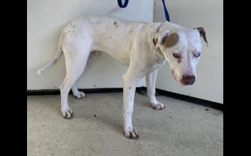 dog adoption photo
