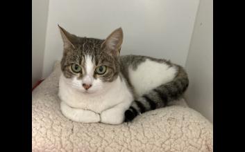 cat adoption photo