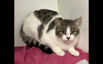 cat adoption photo
