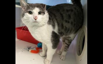 cat adoption photo