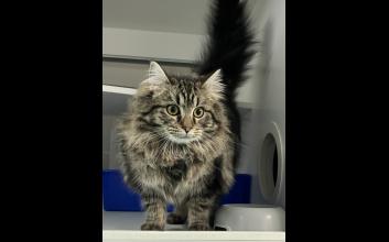 cat adoption photo