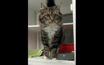 cat adoption photo
