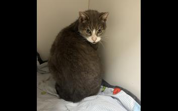 cat adoption photo