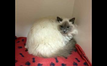 cat adoption photo
