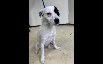 dog adoption photo