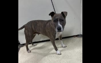 dog adoption photo