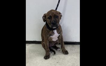 dog adoption photo