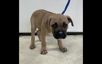 dog adoption photo