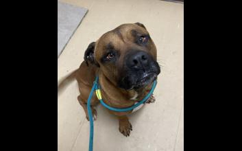 dog adoption photo