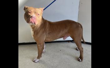dog adoption photo