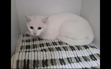 cat adoption photo