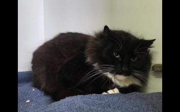 cat adoption photo
