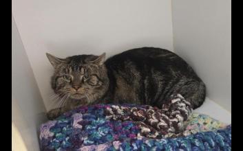 cat adoption photo