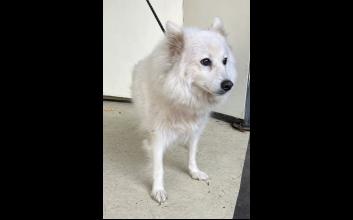 dog adoption photo