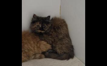 cat adoption photo