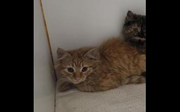 cat adoption photo