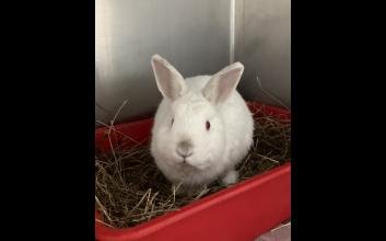 adoption photo